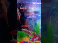 fish 🐠🐋🐟🐠🐋🐟 video # shorts ✨✨✨