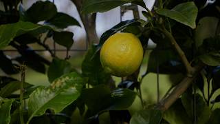 The Real Reason Your Lemons Have Thick Skin
