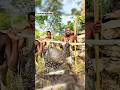 How Tribal People Hunt in the Jungle | Porcupine Hunting & Real Survival Story#JungleSurvival#shorts