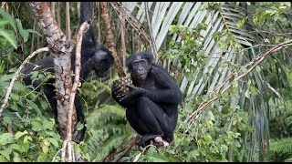 Bonobo Group Returns to the Wild