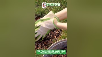 Advantages of Mulching Trees