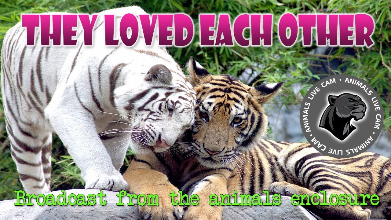 Tiger and  and Himalayan bear. Zoo Live camera. Tiger. Animal cameras live