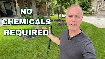 How To Eliminate POA Annua (Annual Bluegrass) And Other Weed Grasses Without Using Chemicals