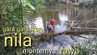 Mancing ikan nila liar mancing di rawa Kalimantan dapat nila babon umpan lumut