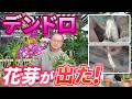 【洋蘭】デンドロビュームに花芽が出てきた！今やるべき管理方法を解説していきます！[orchid]Flower buds have appeared!@seedpot368 #sheathch