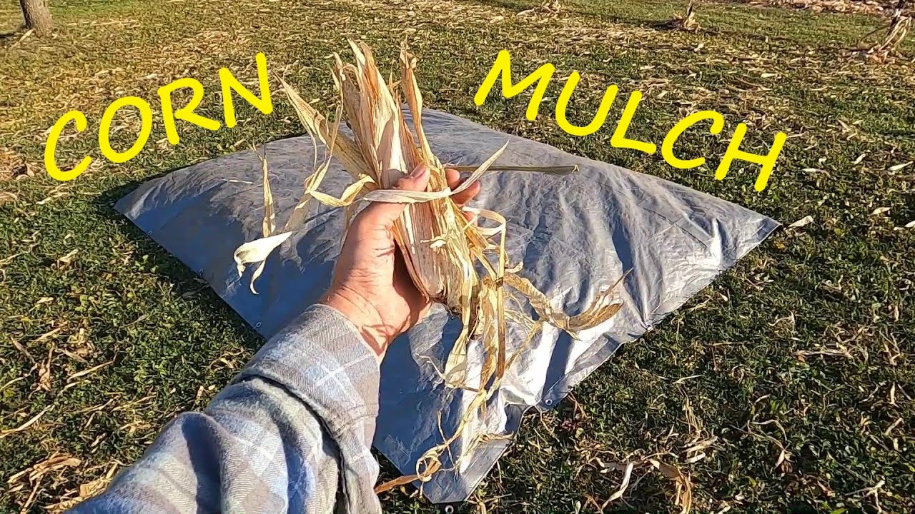 Corn Husk Mulch (2021 Spring Garden Prep) YouTube
