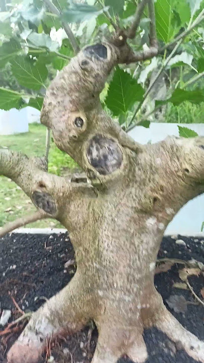 MURBEI BOGEL BESAR / Klinik Bonsai