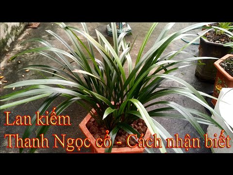 Lan kiếm   Thanh Ngọc cổ   cách nhận biết | Foci