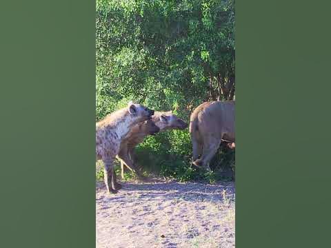 hyenas-try-pull-lion-off-buffalo-by-its-tail