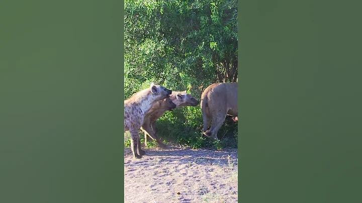 Hyenas try pull lion off buffalo by its tail 😳 - DayDayNews