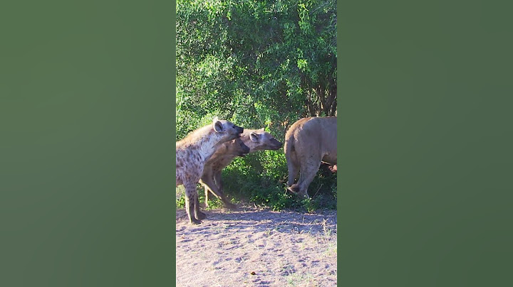 Hyenas try pull lion off buffalo by its tail 😳