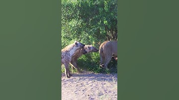 Thumbnail of Hyenas try pull lion off buffalo by its tail 😳