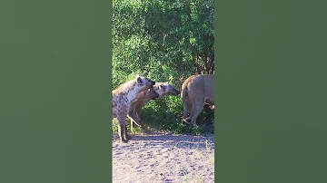 Hyenas Try Pull Lion Off Buffalo By Its Tail 