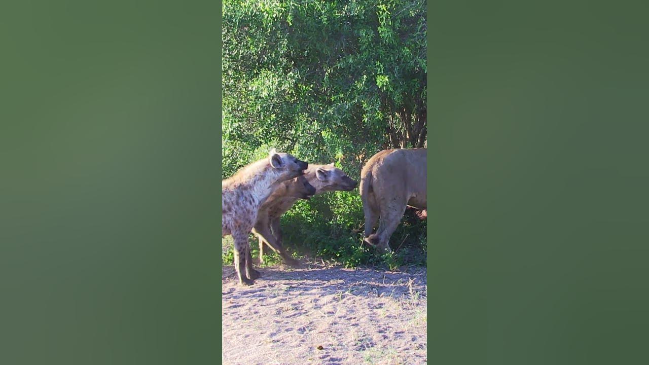 Hyenas try pull lion off buffalo by its tail 😳