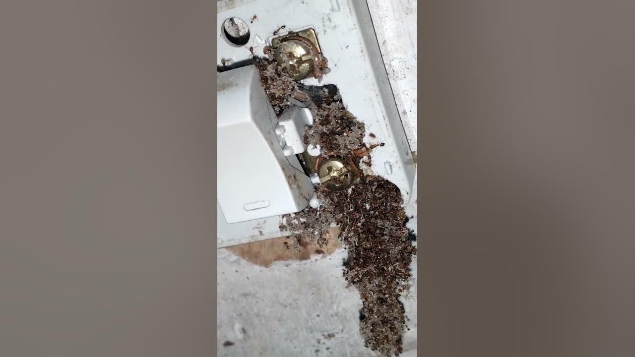 Ants nest inside the light switch YouTube
