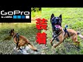 【特攻隊長✴︎大型犬】陸＆川でフルパワー！アクションカメラで遊ぶ！ネイチャーサウンド　田舎の遊び方