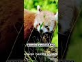 hewan imut terancam punah# shorts#animals# vidio