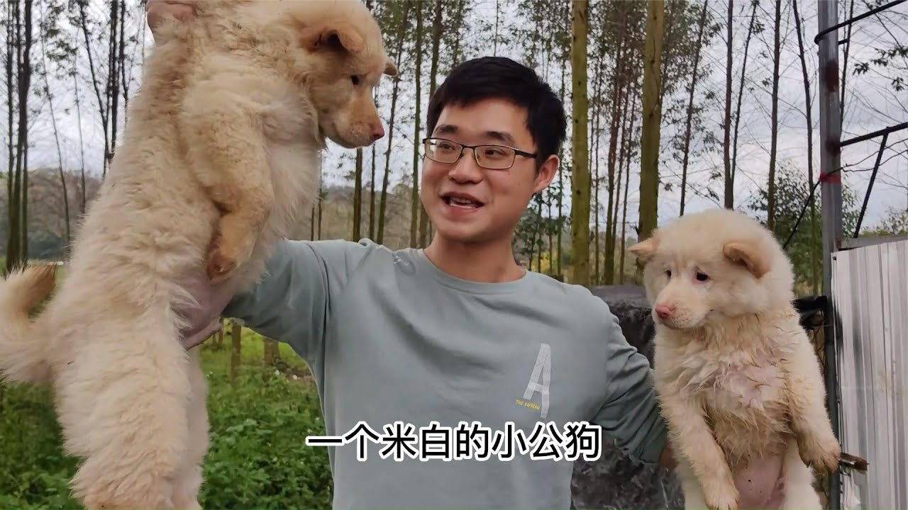 小陈淘狗收获满满,2个黑土松精致可爱,2个白土松性格活泼骨架大 - YouTube