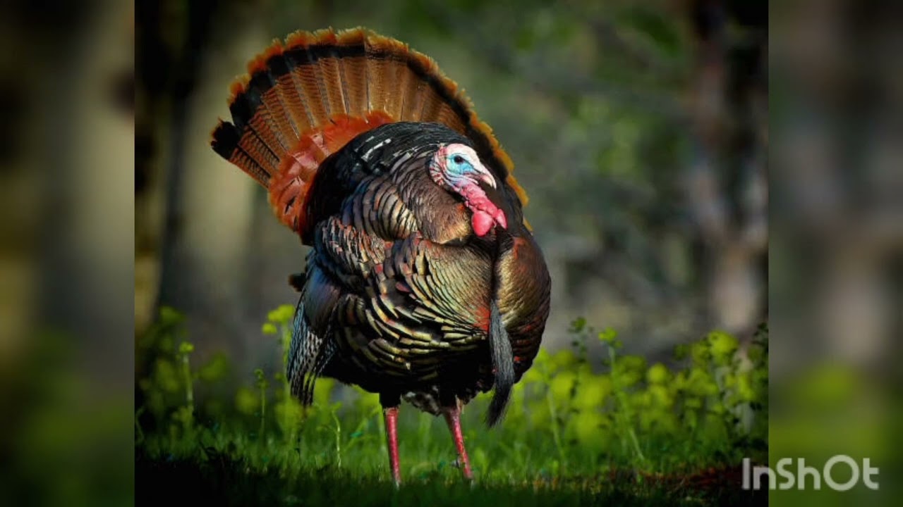 Turkey birds sound, birdssound, birdskiaavaj, birds, kidsstory