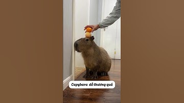 Bí Mật Khi Nuôi Capybara Dễ Thương 😍😍😍 #thúcưng #vậtnuôi #chómèohàihước #funny