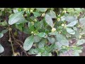 “Tiny Wild Plants Growing Naturally In A Fresh Green Garden”