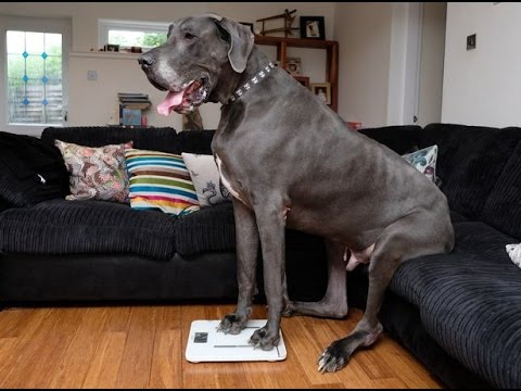 Great Dane Dog 216 pounds and 7 feet 
