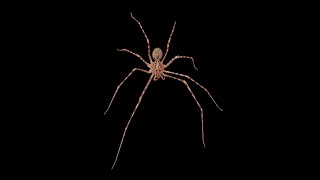Thumbnail for Araña Tigre