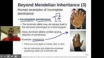 AP Biology Sec 11.4 - Beyond Mendelian Inheritance