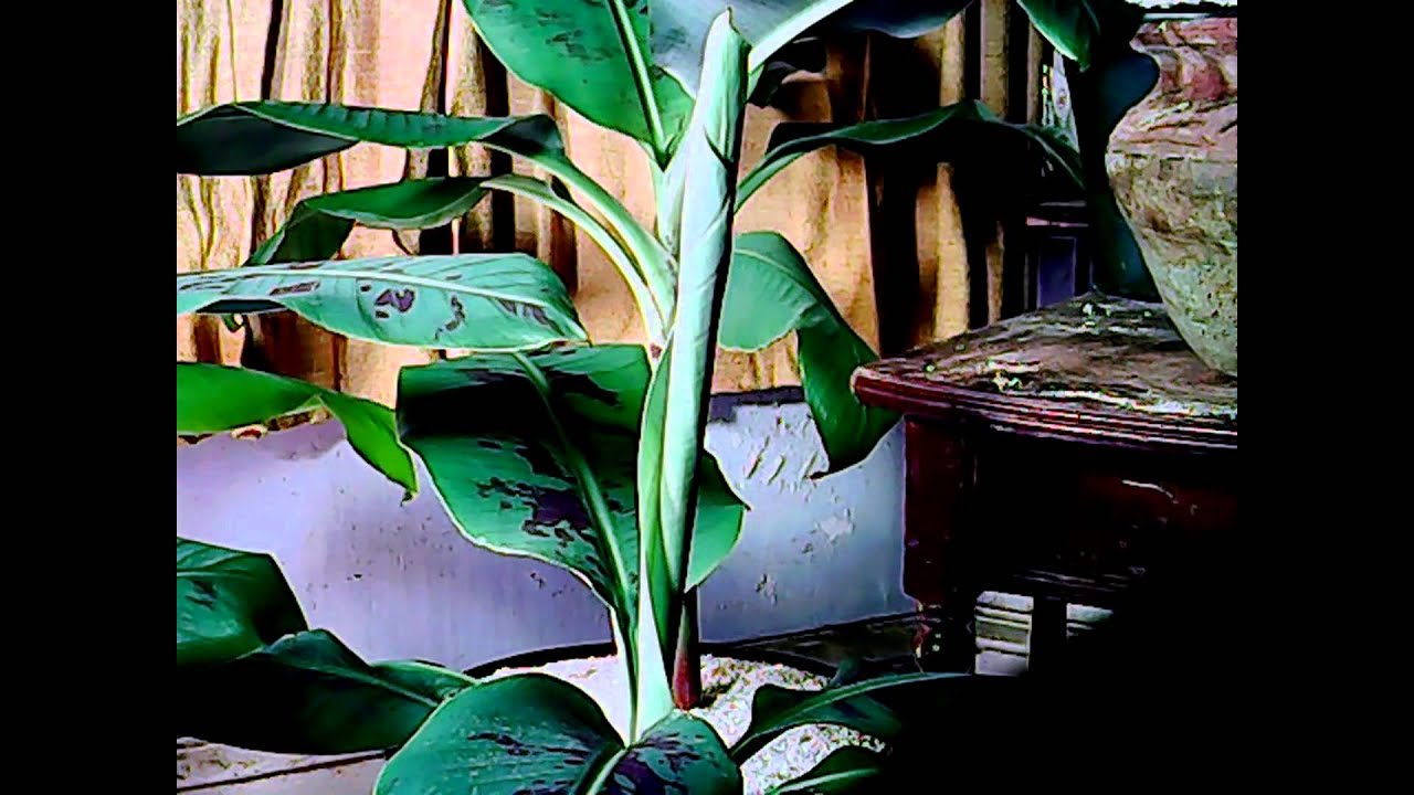 banana plant timelapse video YouTube