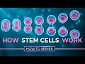 The Role of Stem Cells in Tissue Renewal and Aging