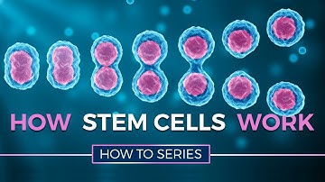 How Stem Cells Work - HOW TO SERIES