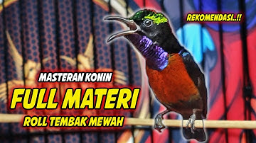 MASTERAN KONIN GACOR FULL NEMBAK ISIAN TONJOLAN MEWAH !! PANCINGAN KOLIBRI NINJA BAHAN CEPAT BUNYI