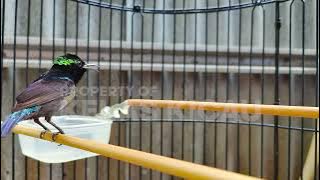 MASTERAN KONIN GACOR FULL NEMBAK ISIAN TONJOLAN MEWAH !! PANCINGAN KOLIBRI NINJA BAHAN CEPAT BUNYI