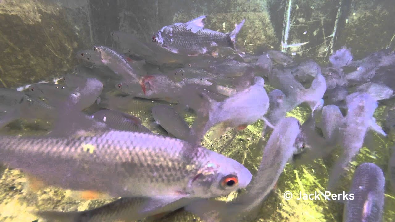roach killer Roach, Stone Loach, Barbel, Perch Underwater #1