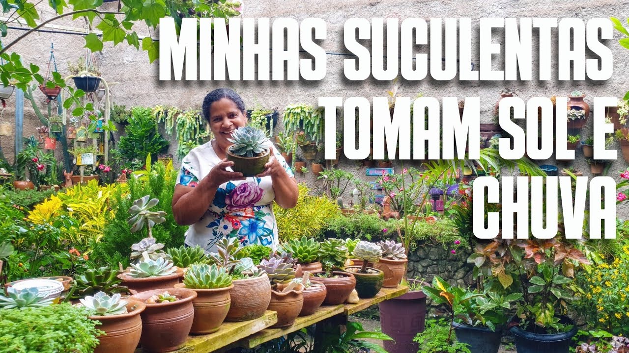COMO CULTIVAR SUCULENTAS NO SOL E NA CHUVA: DICAS DE CULTIVO DE SUCULENTAS | COLEÇÃO DE SUCULENTAS