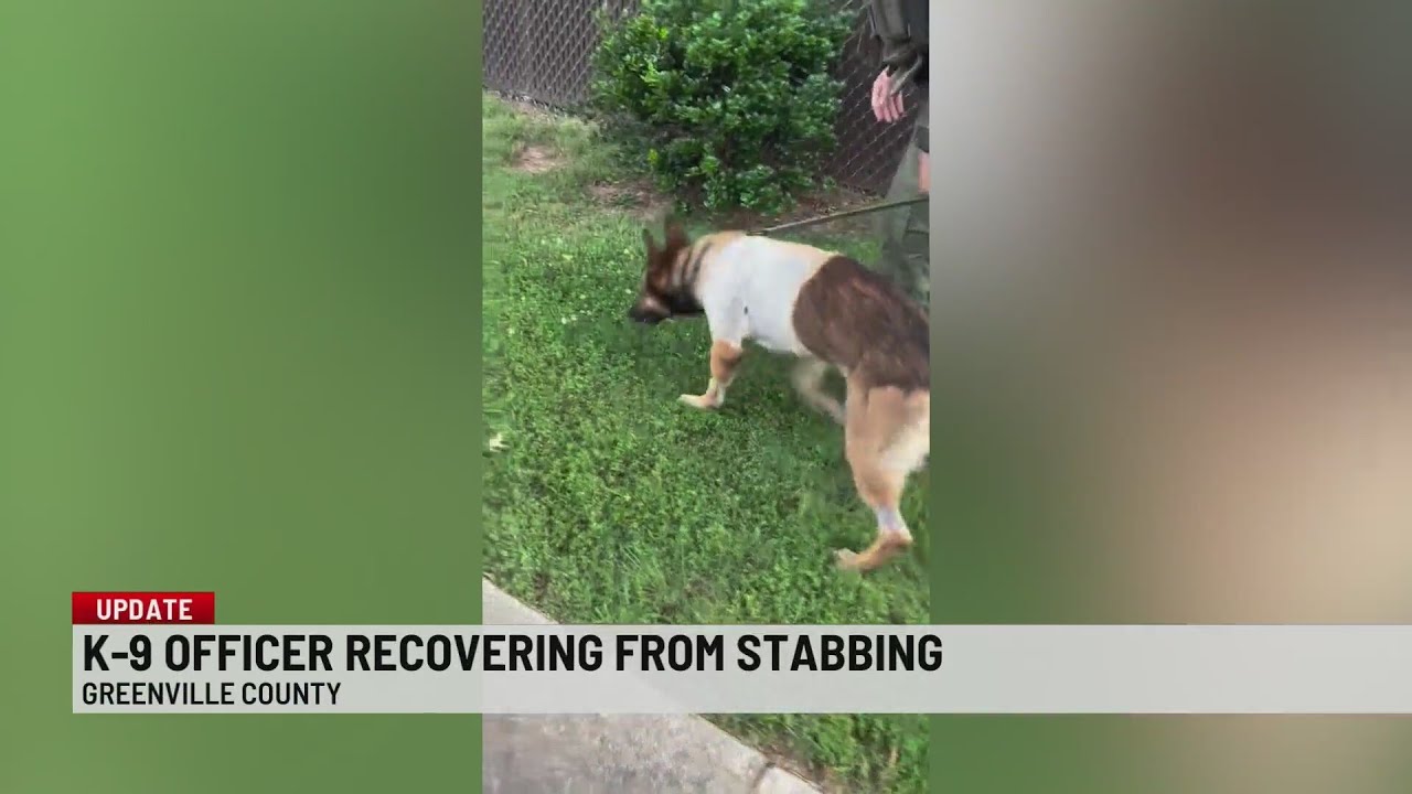 Update on K-9 Micky after being stabbed in the line of duty - YouTube