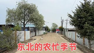 东北农村人都在忙啥 二条刚刚种完黄豆 开着拖拉机赶回家中吃饭