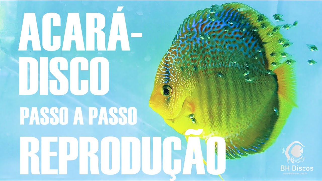 Reprodução do Acará-Disco no Berçário da BH Discos