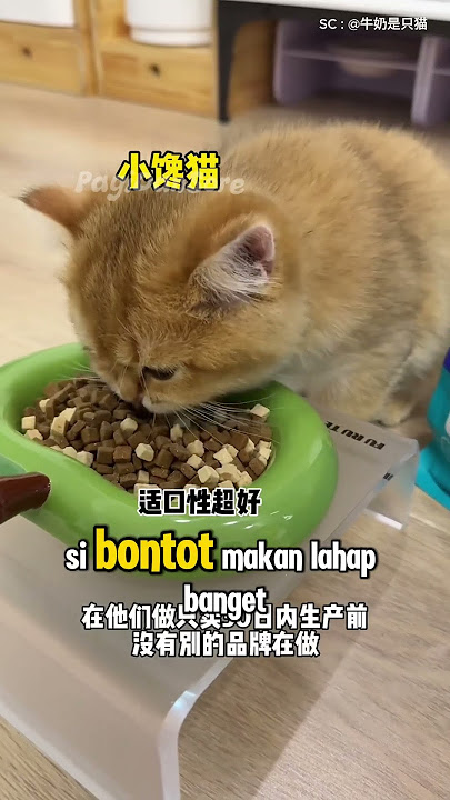 Si Bontot Kelaperan, Karena Ditinggal Liburan 😂 #shorts #kucing