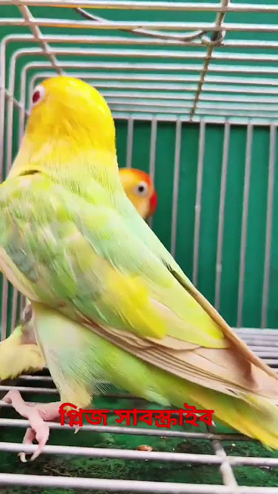 #beautiful #Lobe bird #shortvideo