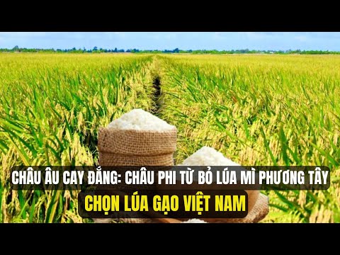 Châu Phi Gây Sốc: Từ Bỏ Lúa Mì Phương Tây, Chọn lúa gạo Việt Nam