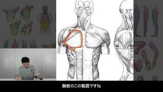 "イチ" から学ぶ美術解剖学「筋学」編