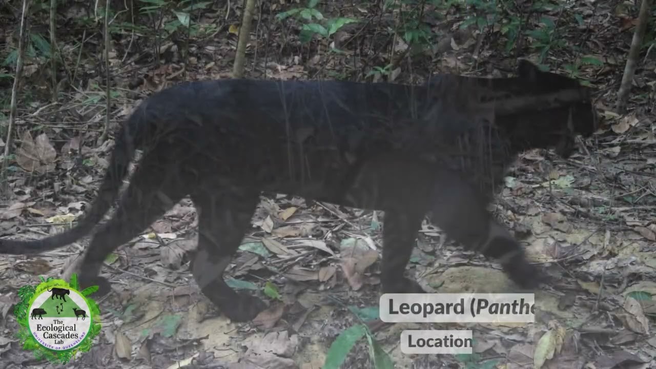 ECL Southeast Asia Camera Trap YouTube Video