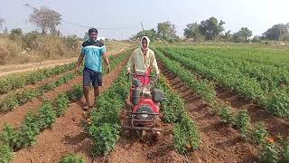 women farmer making beds in banthi field with 10hp diesel engine power weeder || ridge