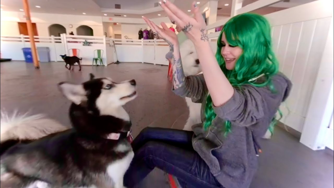 VR180 3D Indoor Dog Park - Barx Parx Las Vegas Happy Hour St Pattys Day 2022