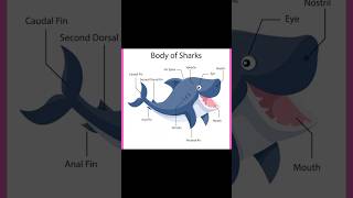 Body Of Shark .Knowledge0015