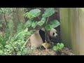 20220917 Giant Panda Jia Jia 嘉嘉 went to outdoor yard @ River Wonders Singapore 新加坡河川生态园
