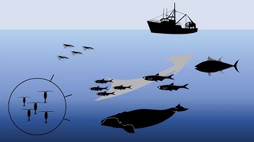 PhD Thesis -- Trait-based models of copepod communities.