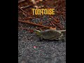 Tortoise #tortoise #shorts #ytshorts #shortsfeed #animals #jimcorbett #trending