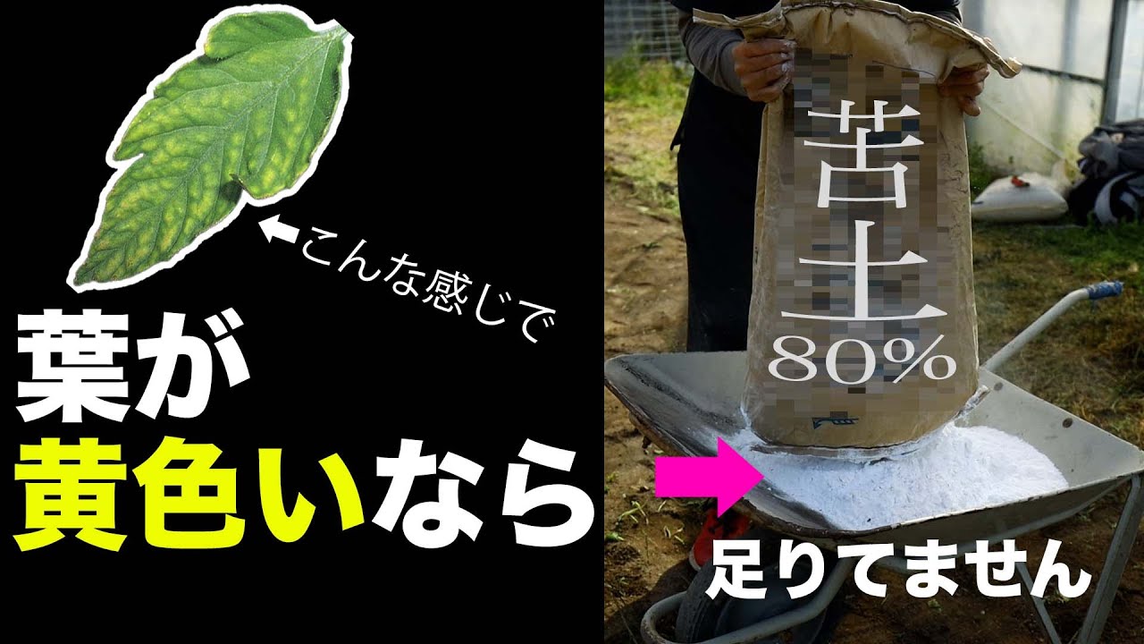 マグネシウム（苦土）がめちゃくちゃ重要であること